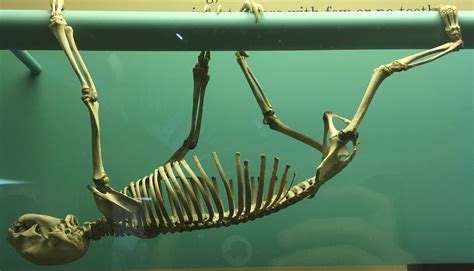 sloth skeleton - Google Search Two Toed Sloth, Washington Dc Travel, Clothes Hanger, Skeleton ...