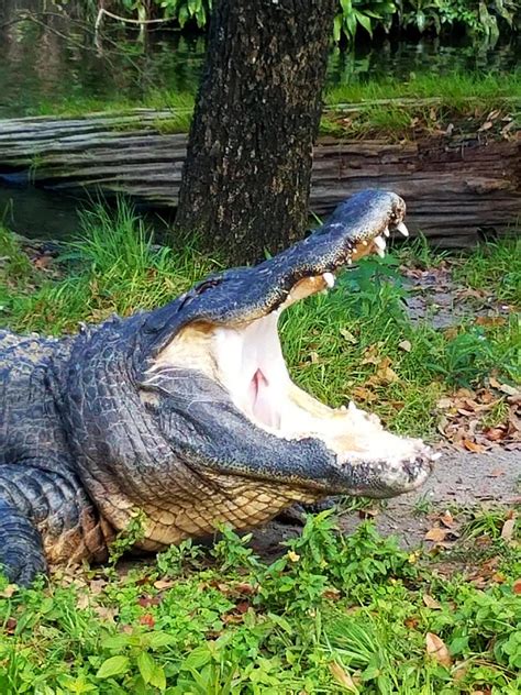 Gator Bait Photograph by Rick Redman - Fine Art America