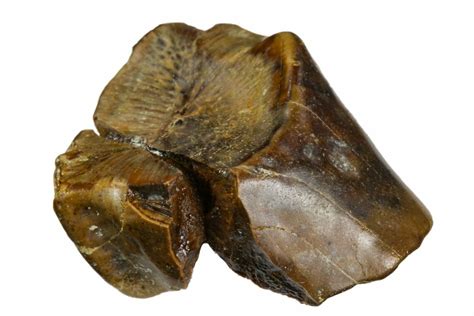 .75" Iguanodon Shed Tooth - West Sussex, England (#123529) For Sale - FossilEra.com