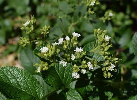 Stevia and Diabetes - TheDiabetesCouncil.com