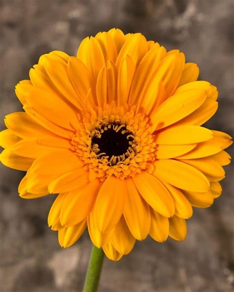 43 Types of Yellow Flowers with Names, Meaning and Pictures | Florgeous