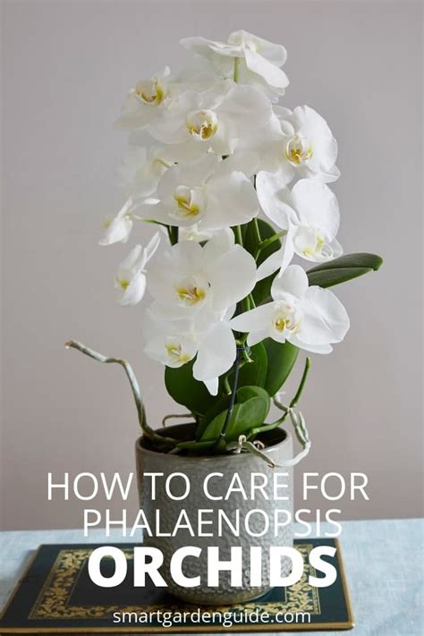 Phalaenopsis Orchid Care For Beginners (Easy Guide) - Smart Garden Guide