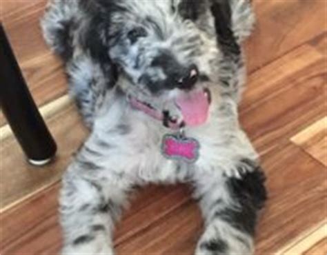 Great Danoodle (Great Dane X Poodle Mix) Info, Temperament, Puppies ...