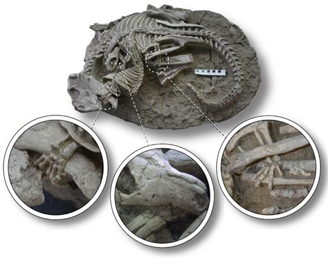 Fossil: Mammal attacks dinosaur - Canadian Museum of Nature