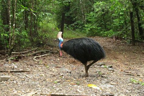 Large, flightless bird attacks and kills its fallen owner | AP News