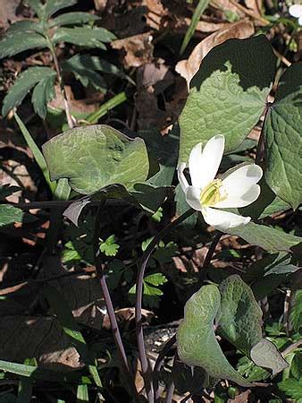 Jeffersonia diphylla