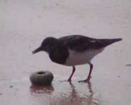 Turnstone migration discoveries | Dear Kitty. Some blog