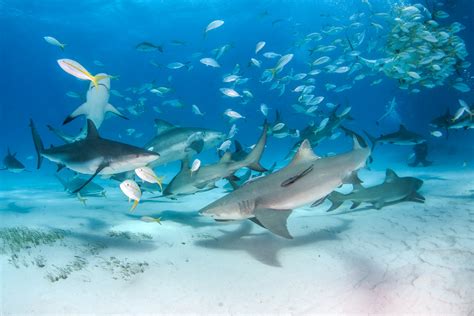 Scuba dive with these top 5 shark species in the Bahamas | ZuBlu