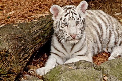 White Tiger Cub by Empphotography