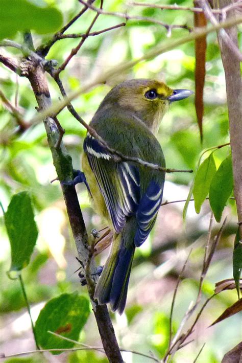 Mastic Trail - Caribbean Birding Trail