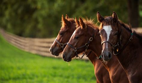 Gainesway Farm 2016