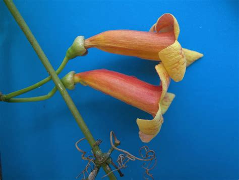 Bignonia capreolata (Bignoniaceae) image 649 at PhytoImages.siu.edu