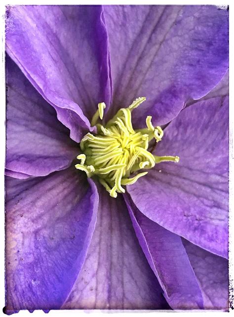 Clematis ‘Cezanne’ (iPhone 7Plus, Camera+ app in macro mode, Snapseed ...