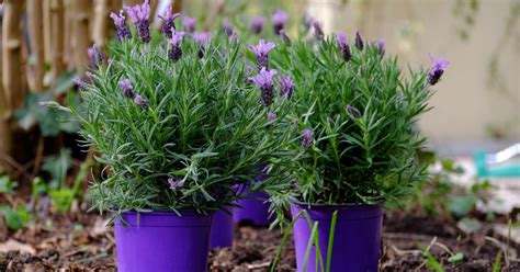 How To Easily Grow And Care For Lavender in Pots - TriGardening