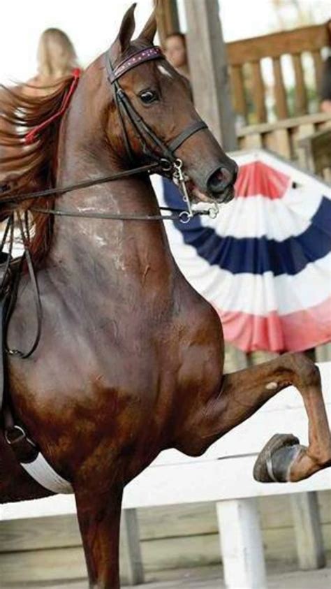 Wonderful!!! | American saddlebred horses, Show horses, American saddlebred