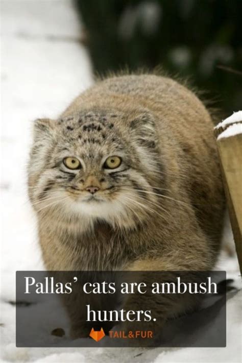 Interesting Facts and Information of Pallas Cat: Explained with 35 Pictures