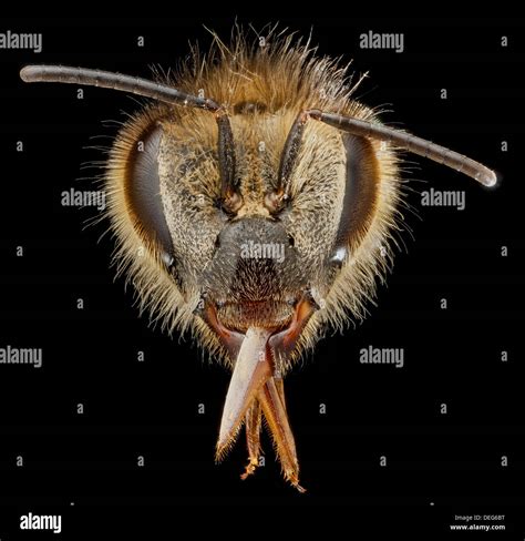 Honey bee face close up hi-res stock photography and images - Alamy