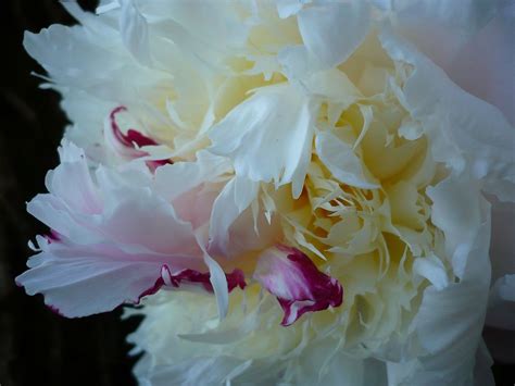 Peony | Sarah | Flickr