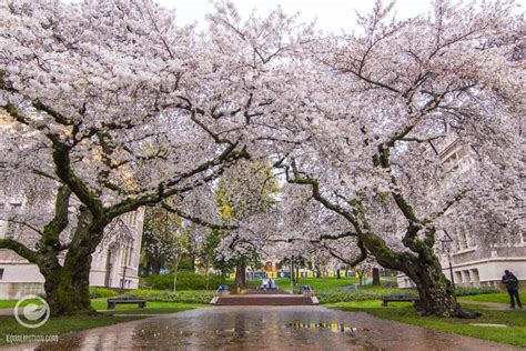 15 Photos Of The UW Cherry Blossoms