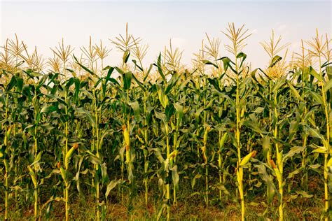 Corn Stalks: Winter Grazing And 4 Important Costs Involved - Gardenfrontier