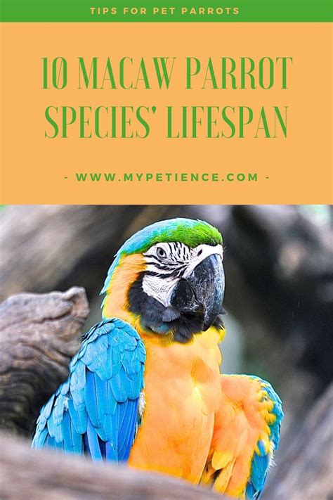 Macaws' Lifespan - How Long Do Macaws Live? | Best pet birds, Parrot ...