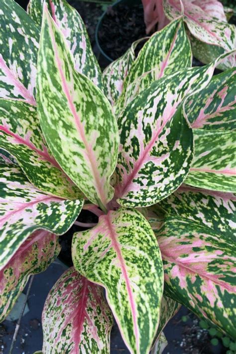 Aglaonema Chinese Evergreen Wishes Houseplant Plant Christmas ~ Live ...