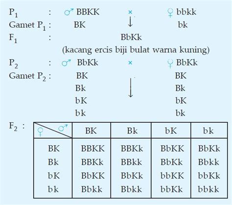 Persilangan Monohibrid, Dihibrid, dan Hukum Mendel - EDUBIO