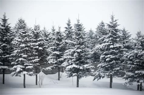 Photo of winter trees | Free christmas images