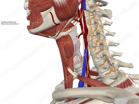 Stylohyoid Muscle | Complete Anatomy