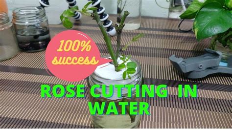 Rose Cutting Propagation in water | How To Grow Roses From Cuttings In Water पानी में गुलाब की ...