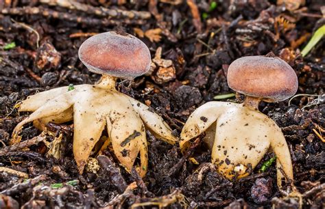 The Year in Fungi | The New Yorker