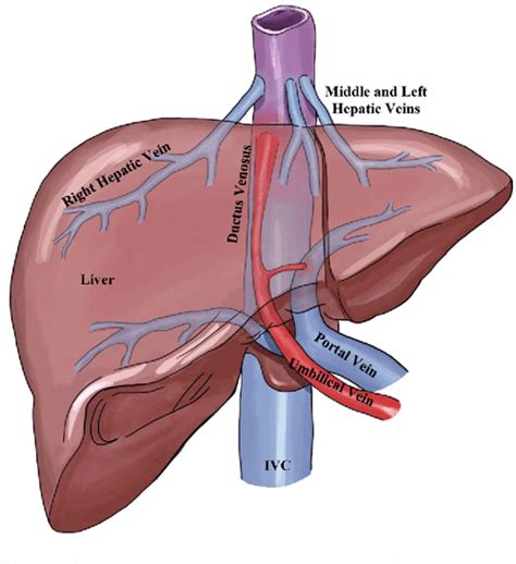 Two ductus venosus: a previously unreported anomaly | Semantic Scholar