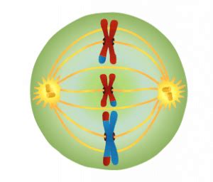 Meiosis - Stages - TeachMePhysiology