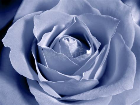 Pastel Blue Rose Stock Image - Image: 83251