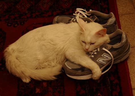 My Cat Hugs My NEW NEW-Balance Shoes | החתולה שלי מחבקת את ה… | Flickr