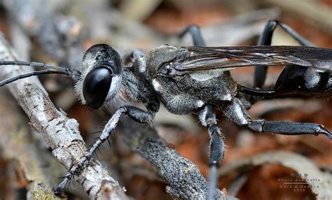 Prionyx spp (Sphecidae) - Mark Newton