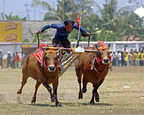 Bull racing in Madura, East Java