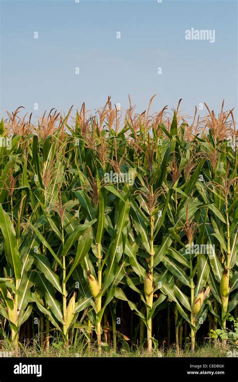 Zea mays. Field of Maize / Corn growing in India Stock Photo: 39632451 - Alamy