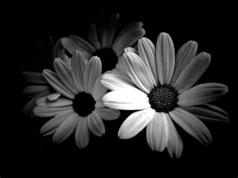 Black and White Daisy Wallpaper - WallpaperSafari