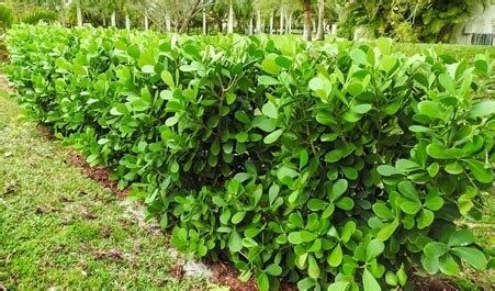 Clusia Plant: Caring for Clusia Hedge (Clusia Guttifera & Rosea) - EatHappyProject