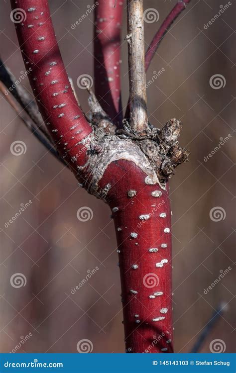 Red Osier Dogwood - Stem Bark Stock Image - Image of gnarly, close: 145143103