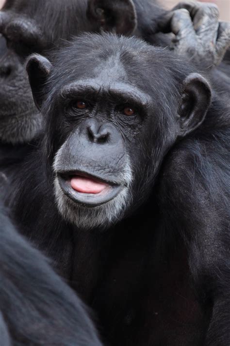 Free photo: Black Chimpanzee - Animal, Chimpanzee, Hairy - Free Download - Jooinn