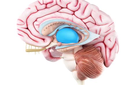 Neuroimaging of thalamic lesions - Insights into Imaging