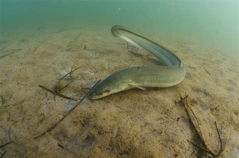 American Eel – Your Connection to Wildlife