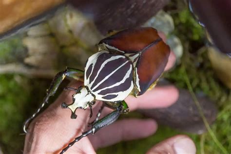 Keeping Goliath Beetle: A Beginners' Guide