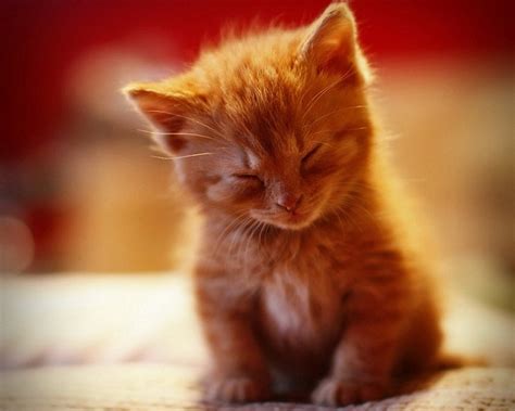 Nap Time Wallpaper - Cats Wallpaper (28363010) - Fanpop