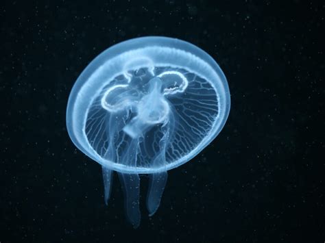 Moon Jellyfish Facts - CRITTERFACTS