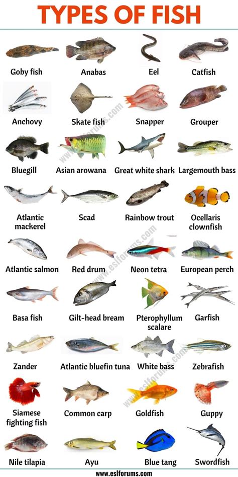 Types of Fish: List of 35+ Types of Fish from All Around the World