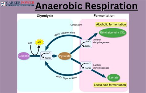 Anaerobic Respiration: Definition, Equation and Examples