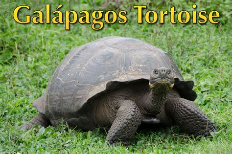 Galápagos Tortoise Facts, Pictures & Video: The World's Largest Tortoise